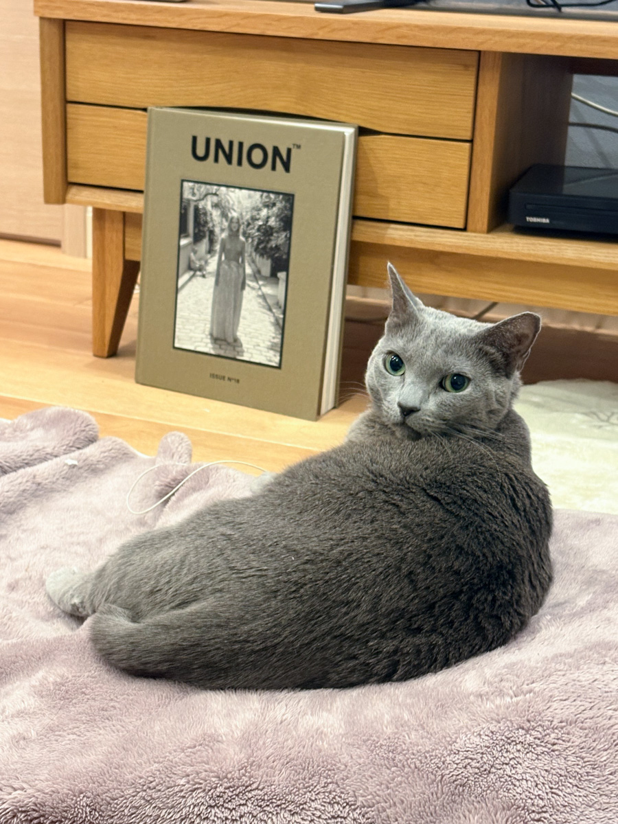 猫　ロシアンブルー　冬